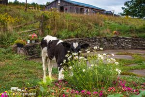 Rupert at Indraloka Animal Sanctuary in Dalton