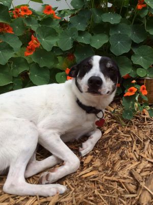 Dinah, one of the Community Loaves mascots at Community Loaves in Jacksonville