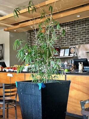 Inside Andy Nguyen's Restaurant at Andy Nguyen's in Sacramento