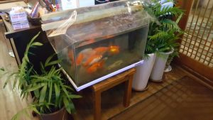 Fish tank in the restaurant at Maji - 마지 in Seoul