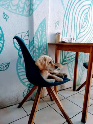 Pet friendly! One of the owners runs a dog rescue project in town so (well behaved) dogs are welcome.  at Mandarina in Quetzaltenango