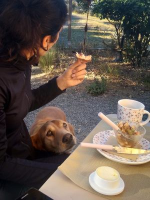 Gaia fancying my breakfast. at La Source Doree in Saint-pierre-la-palud