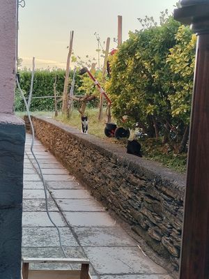 at In Gattaia Vegan Home Restaurant in Genoa