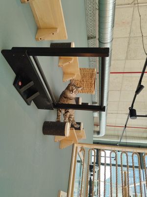 Freilaufende Katze im Restaurant at Katzentempel München Freiham in Munich