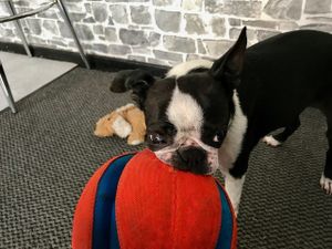 the house guardian dog  at BommelZ in Greifswald