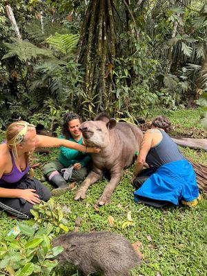 Grooming Selva, a tapir at a sanctuary in the Amazon of Peru at Unruly Travel Group Trips - Berlin in Berlin