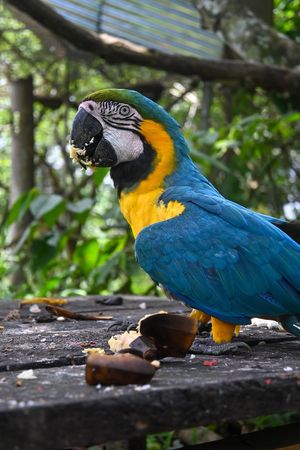 Rescued parrot enjoying a a snack in Peru at Unruly Travel Group Trips - Berlin in Berlin