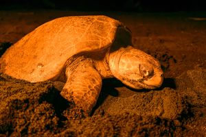 Mother sea turtle laying eggs in Costa Rica at Unruly Travel Group Trips - Berlin in Berlin