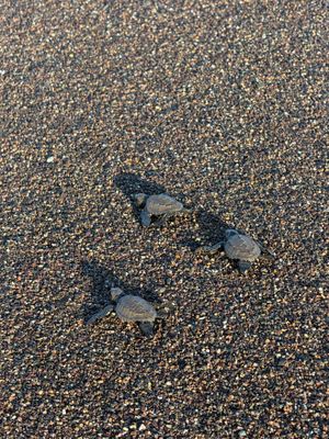 Baby sea turtles headed to the ocean in Costa Rica at Unruly Travel Group Trips - Berlin in Berlin