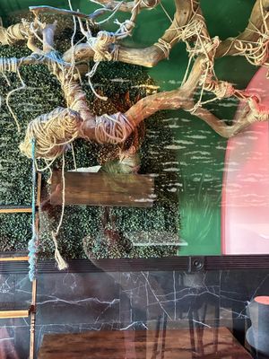 Place   at Cara's Cat Cafe in Destin