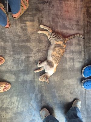 Cat at Kold Karobar in Mumbai
