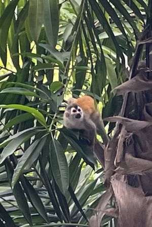 Monkeys often play in the trees around El Avion  at El Avion in Manuel Antonio