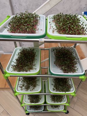 Sprouts!   at Roots Plant-based Cafe - Hẻm 41 Xuan Thuy in Ho Chi Minh City