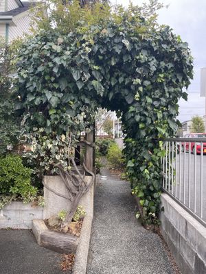   at Vege Cafe Lotus in Toyohashi