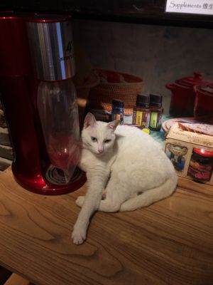  Found my mate! (Deaf cat &Deaf girl ?????) at Mood Food Energy Cafe in Yangshuo