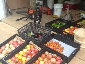 the tomatoes were great this year.  I have lots of dogs that love to help at Bistro at the Bijou in Knoxville