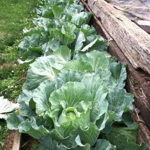 homegrown cabbbage at Bistro at the Bijou in Knoxville