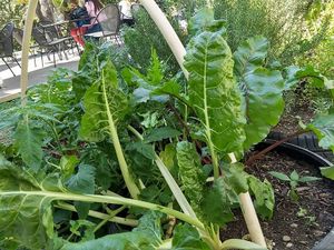 Raised beds with vibrant edibles at Casa Macro in Monterrey