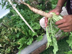 Home grown vegetables (own garden) at Casa Macro in Monterrey