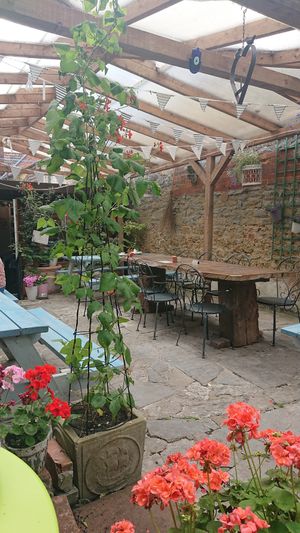 Sunny courtyard garden at Rainbows End Cafe in Glastonbury