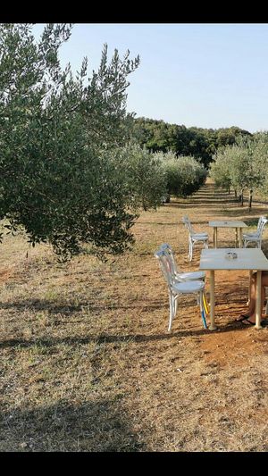 Their "garden" at Tipico in Rovinj