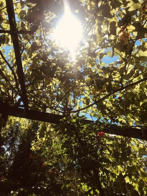 Vines at Tipico in Rovinj