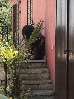 one of the sweet dogs  at Tipico in Rovinj