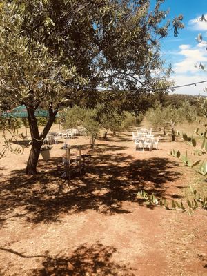 Olive trees with lights at Tipico in Rovinj
