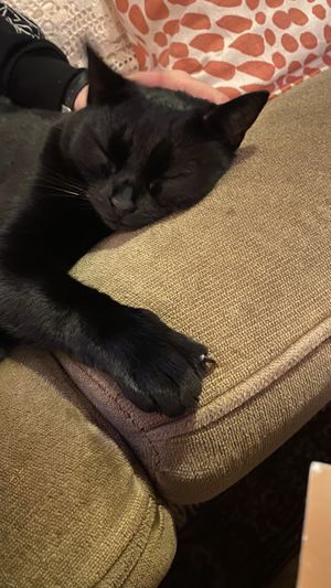 Cat called Bear  at Soepp in Alkmaar