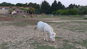 Animali del rifugio at Gasía Agricicchetteria in Veneto