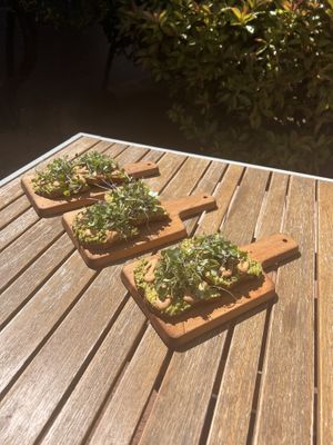 Avocado toast- super delicious   at Local Juicery in Sedona