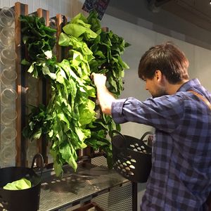 Picking fresh veggies from the wall  at Vege Creek 蔬河 - Eslite DunNan in Taipei