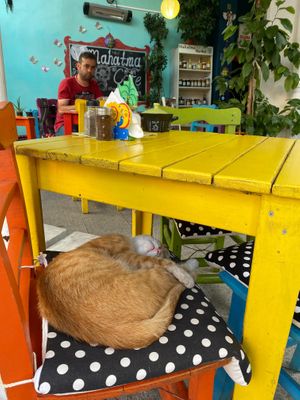 kitty  at Mahatma Cafe in Istanbul