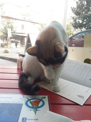 Study buddy :) at Mahatma Cafe in Istanbul