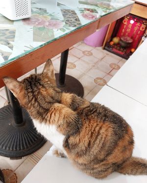 #Veganuary at Ka Ka Lok Fast Food Shop in New Territories