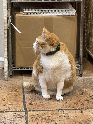   at Mighty Vegetarian 大力素食 - Yuen Long" in New Territories