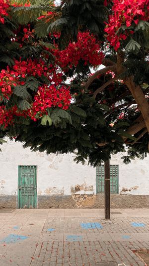 most beautiful area of Corralejo at Baobab in Fuerteventura