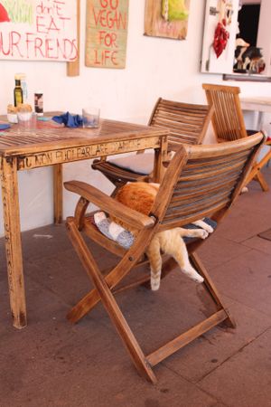 cat and art at Baobab in Fuerteventura