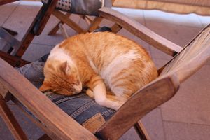 cat at Baobab in Fuerteventura