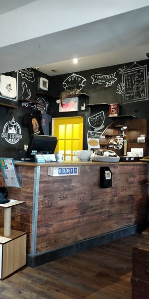  at Happy Cat Cafe - Chat l'heureux in Montreal