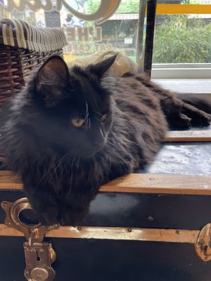   at Happy Cat Cafe - Chat l'heureux in Montreal