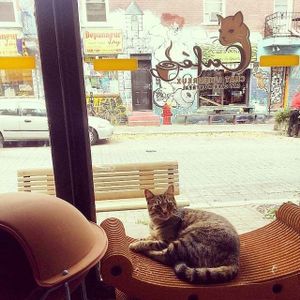 Cafe Chat L'Heureux at Happy Cat Cafe - Chat l'heureux in Montreal