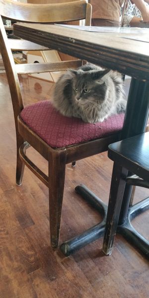  at Happy Cat Cafe - Chat l'heureux in Montreal