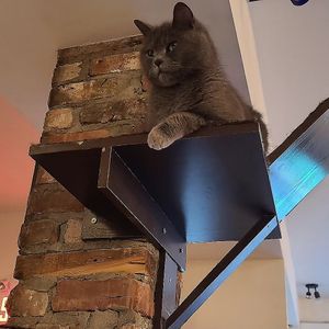 Kitties everywhere! at Happy Cat Cafe - Chat l'heureux in Montreal