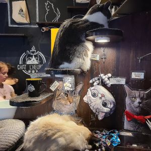 Visit with the feline residents as you eat at Happy Cat Cafe - Chat l'heureux in Montreal