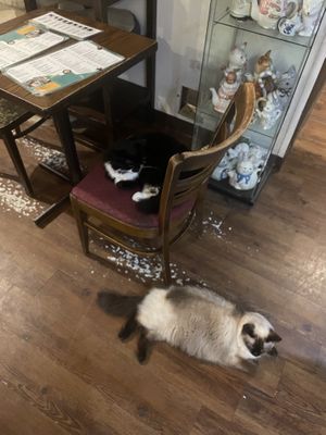   at Happy Cat Cafe - Chat l'heureux in Montreal