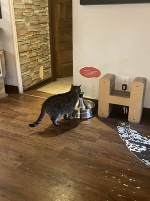   at Happy Cat Cafe - Chat l'heureux in Montreal