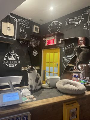   at Happy Cat Cafe - Chat l'heureux in Montreal
