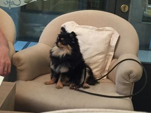 Pets welcome  at MyRaw Cafe in Prague