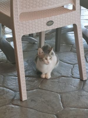 Sweet cats everywhere at Gran Aladino in Corfu